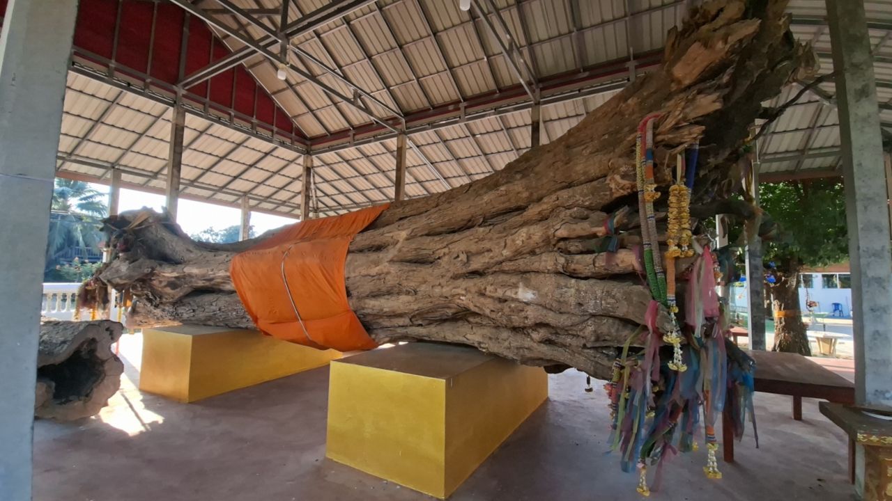 เลขเด็ดจาก “ปู่มะขามเฒ่า” วัดชัยชุมพล เตรียมจัดมวย 10 คู่แก้บน