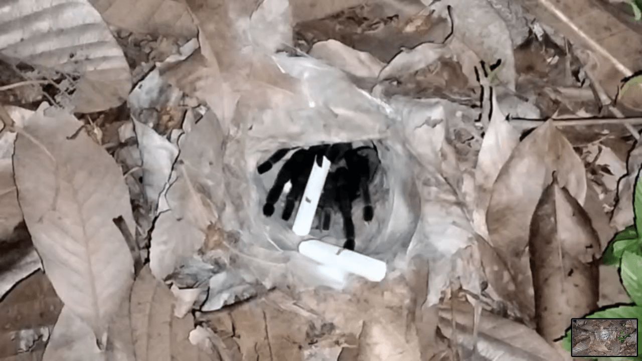 สายมูเข้าป่า ทำพิธีขอเลขเด็ดเสี่ยงทาย “นางพญาบึ้ง” แม่ลูกอ่อน ลุ้นโชคงวด 1/4/69