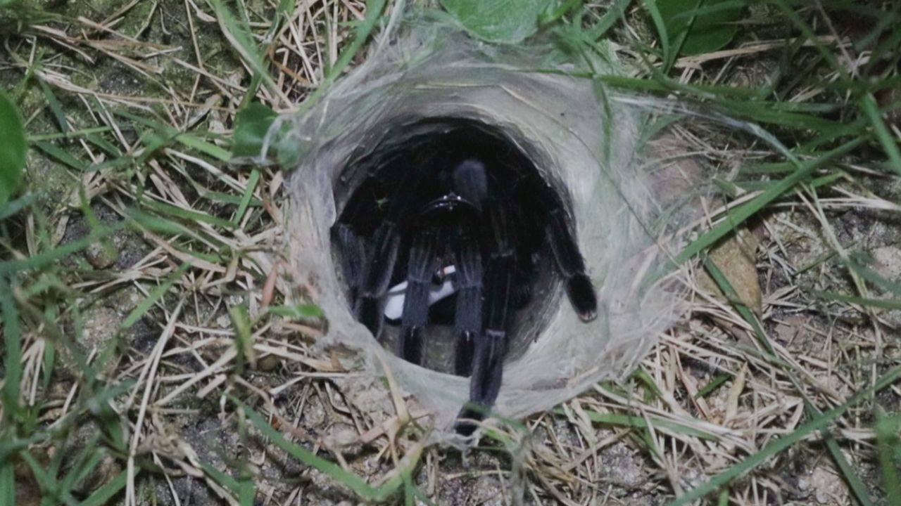 มาตามนัด คอหวยส่อง “เลขเด็ด” เสี่ยงทาย “พญาบึ้ง” อ่างทอง ลุ้นโชคงวด 1/4/69