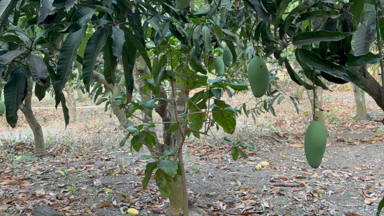 เจ้าของสวนมะม่วงเผย ราคามะม่วงมันเดือนเก้าตกต่ำเหลือกิโลละ 2 บาท