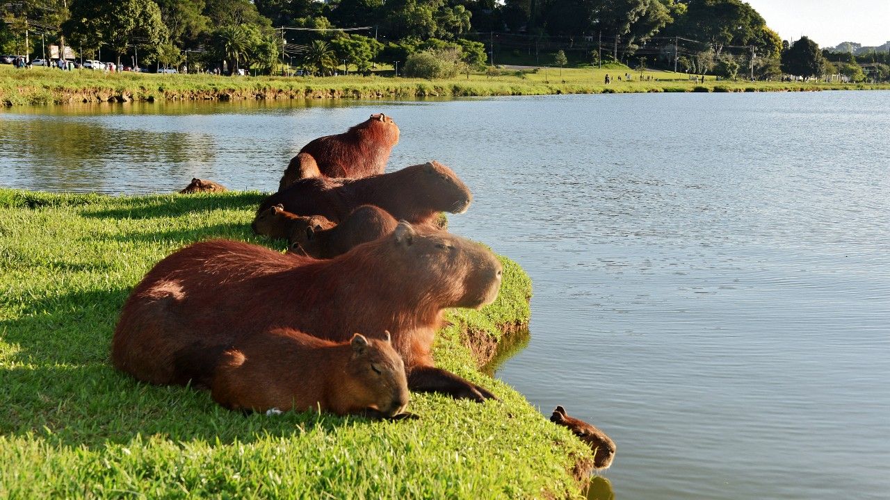 รวบ 8 ชายบราซิล ใช้ไม้-เหล็กแป๊บฟาด 