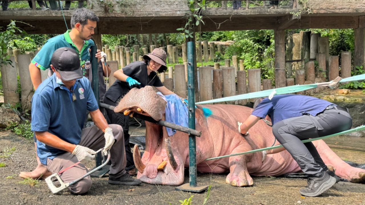 ทีมสัตวแพทย์จัดฟัน “พี่เป๋” ฮิปโปฯ สวนสัตว์เปิดเขาเขียว หลังฟันล่างยาวผิดปกติ