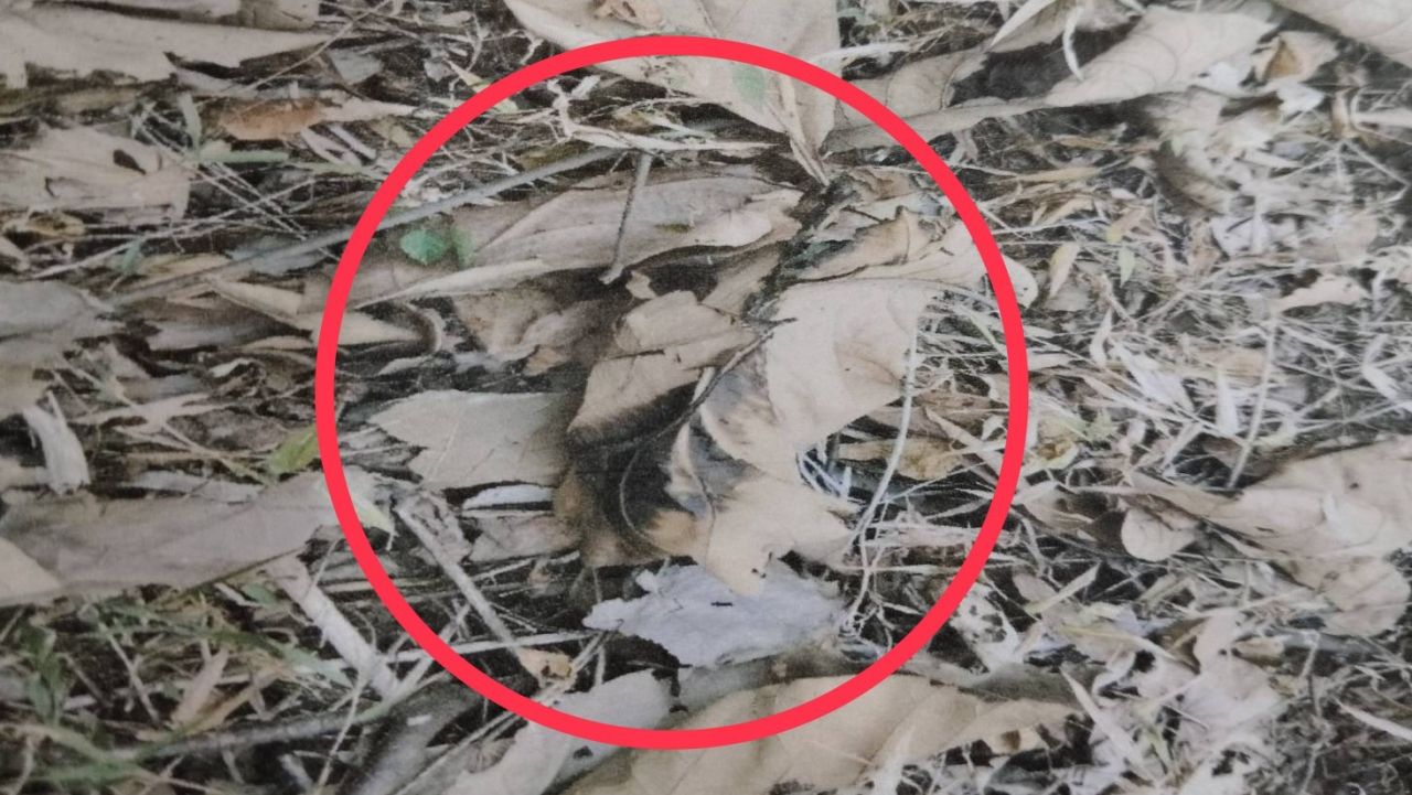 ศาลจังหวัดแพร่ลงโทษจำคุก 1 ปี 4 เดือน 'มือเผาป่า' พร้อมปรับหนัก 143,000 บาท