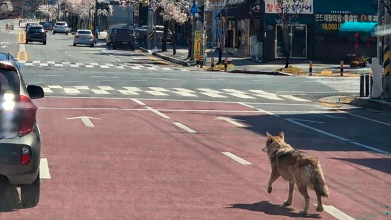 เกาหลีใต้ระดมกำลังตามล่าหมาป่าหลุดจากสวนสัตว์แทจอน