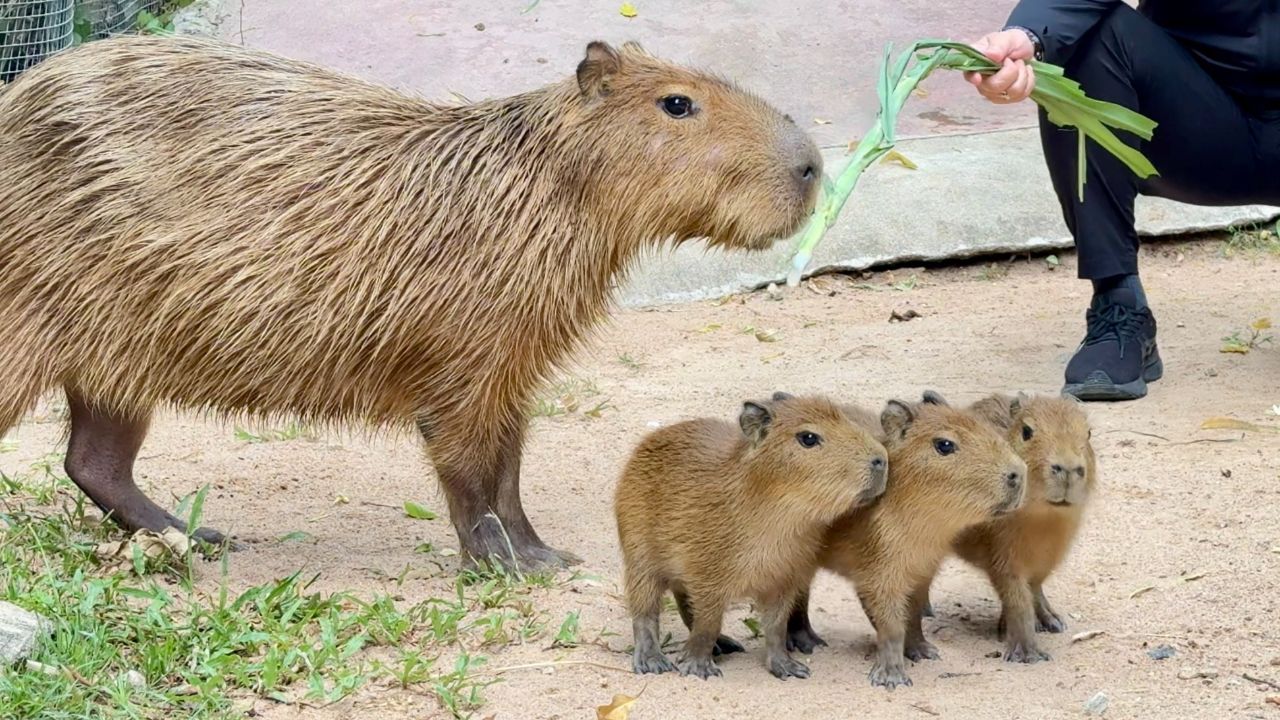 สวนสัตว์เปิดเขาเขียว เปิดตัวสมาชิกใหม่ “ลูกคาปิบารา” น้องแท้ๆ แก๊ง “กิง ก่อง แก้ว”