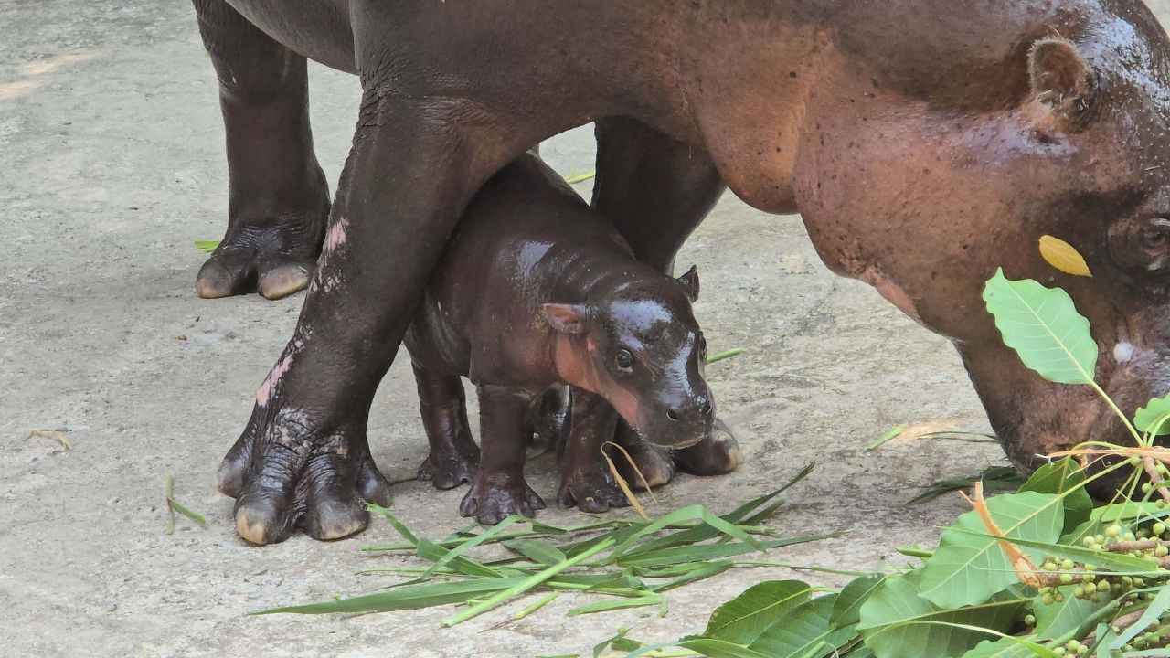 สวนสัตว์ขอนแก่นต้อนรับสมาชิกใหม่ ลูกฮิปโปโปเตมัสแคระ