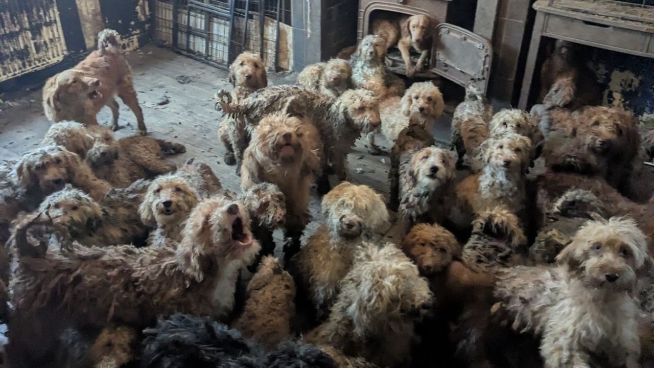 ช็อกพบสุนัขกว่า 250 ตัวถูกเลี้ยงแออัดในบ้าน องค์กรคุ้มครองสัตว์เผยเป็นภาพจริงไม่ใช่ AI