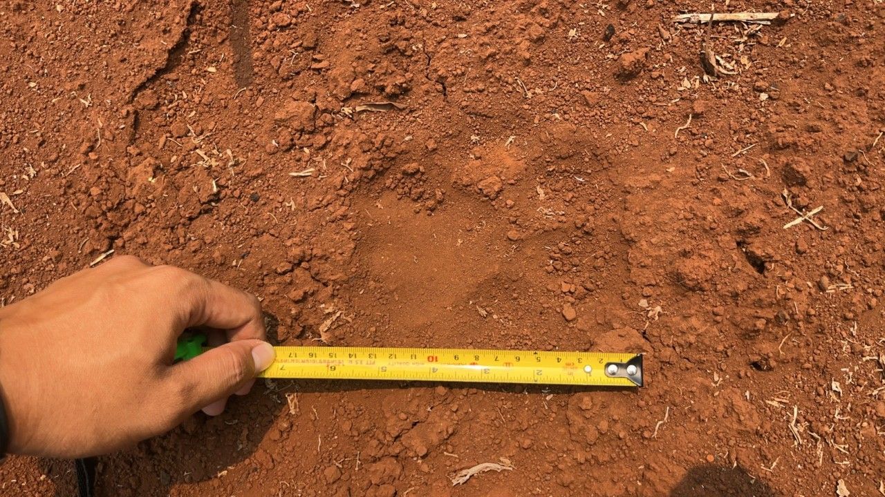 อช.ผาแดง แจ้งเตือนพบรอยเสือโคร่งขนาดใหญ่ คาดหนีไฟป่ามาจากประเทศเพื่อนบ้าน