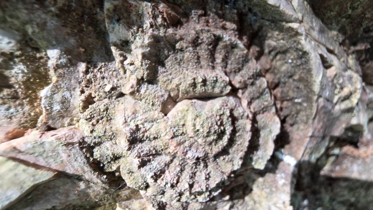 เร่งผลักดัน 