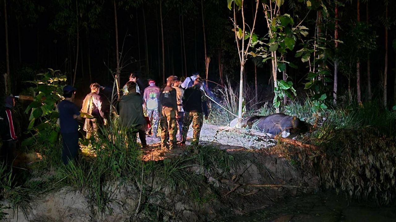 สะเทือนใจ ช้างป่าพยายามช่วยกระทิงติดบ่วง จนท.เร่งยื้อชีวิต สุดท้ายสิ้นใจตาย