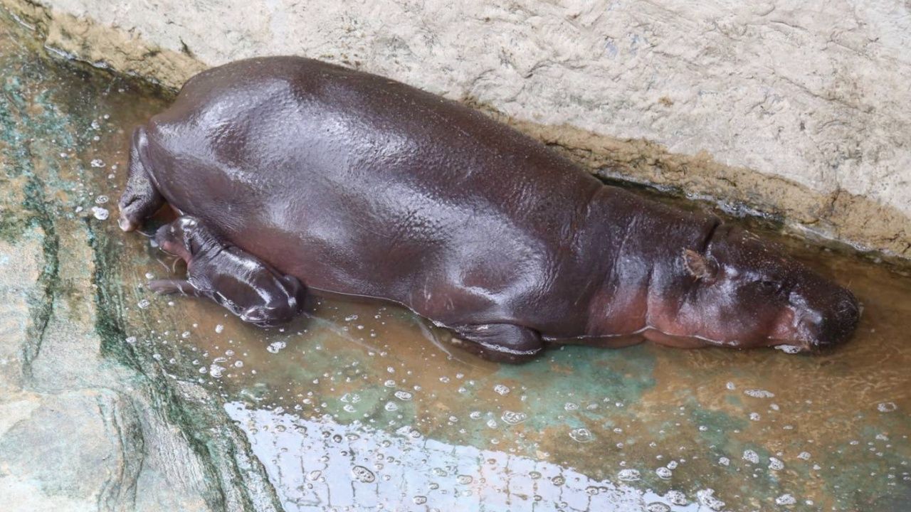 สวนสัตว์โคราช เผยภาพสมาชิกใหม่ “ลูกฮิปโปแคระ” เป็นสาวน้อยน่ารัก หลานหมูเด้ง