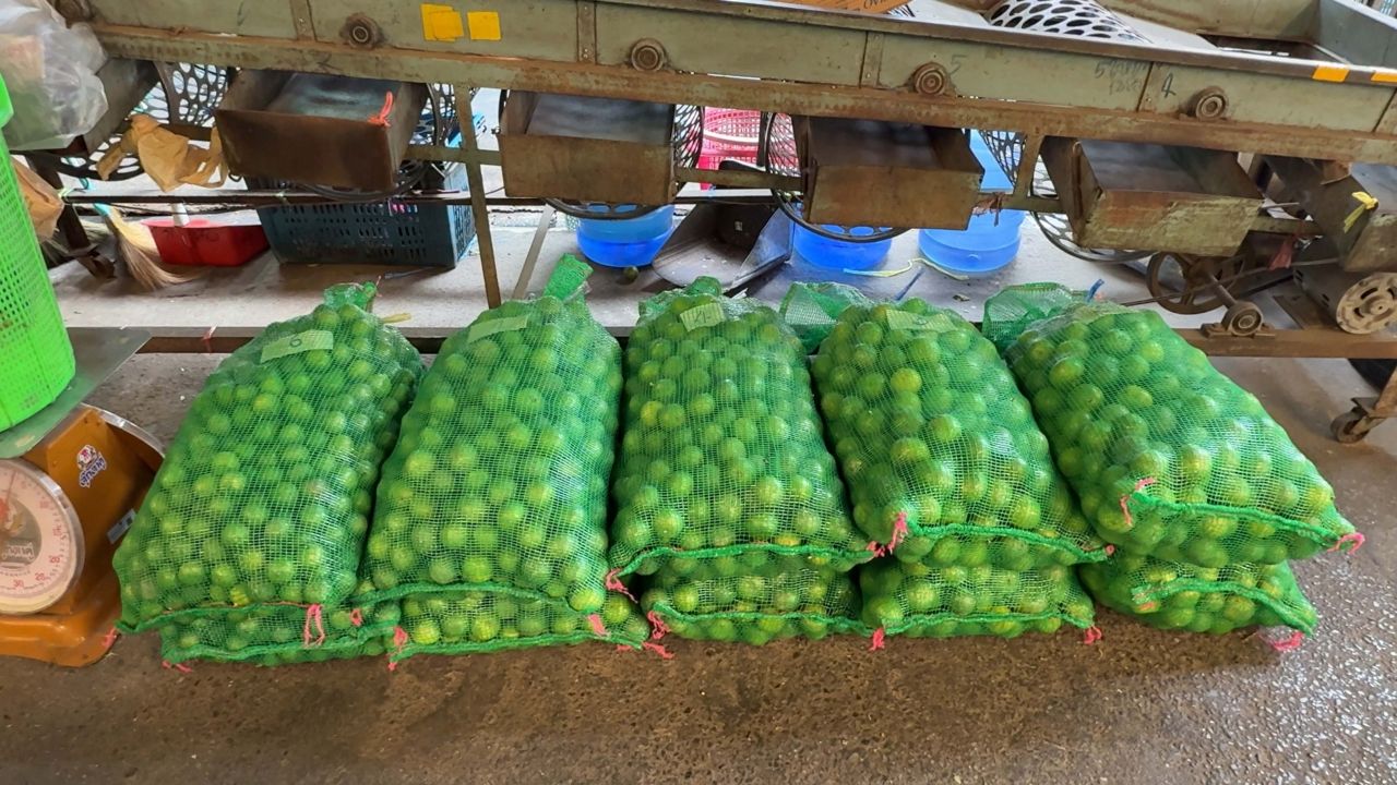 ราคามะนาวพุ่งสูงถึง 8 บาท เหตุผลจากน้ำมันแพง