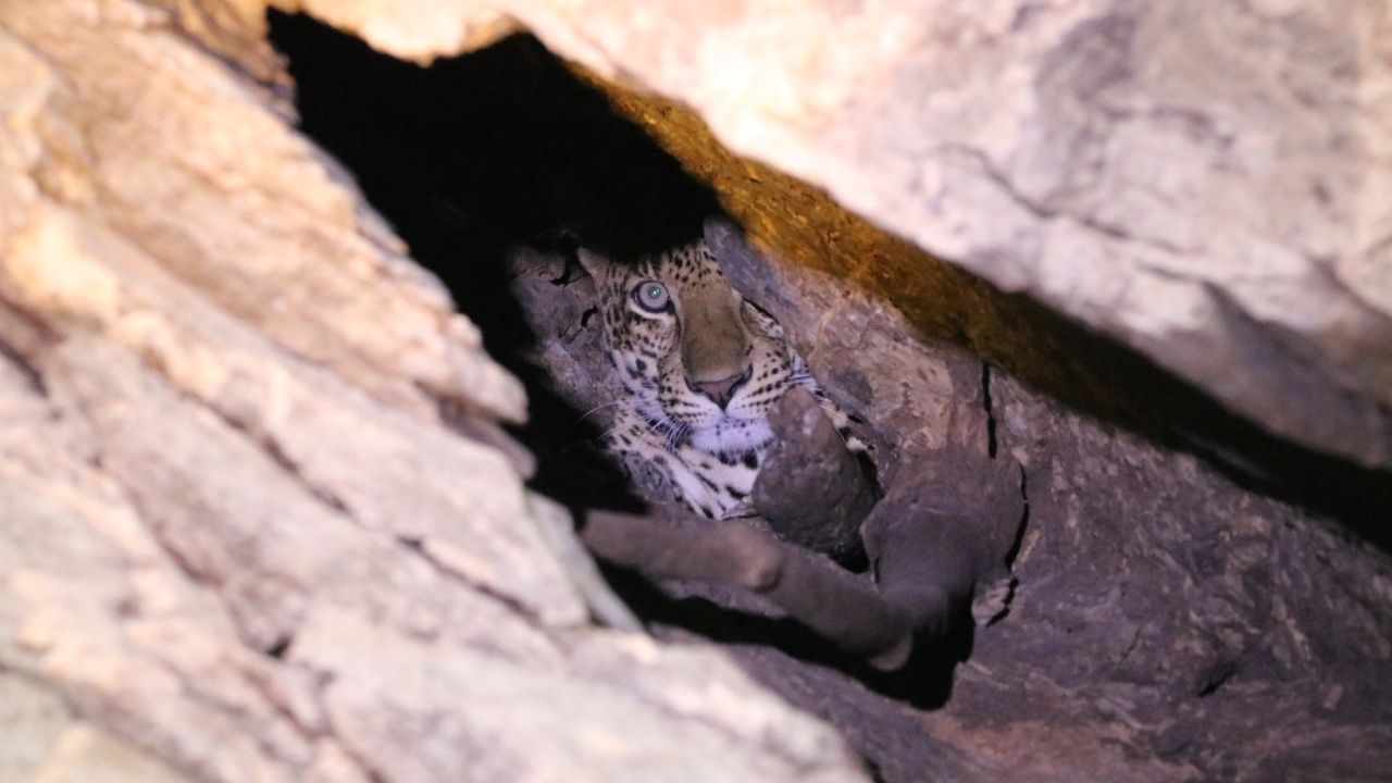 พบ "เสือดาว" หนีไฟป่า หลบในถ้ำเขตอมก๋อย เจ้าหน้าที่คุมเข้ม เฝ้าระวังความปลอดภัย
