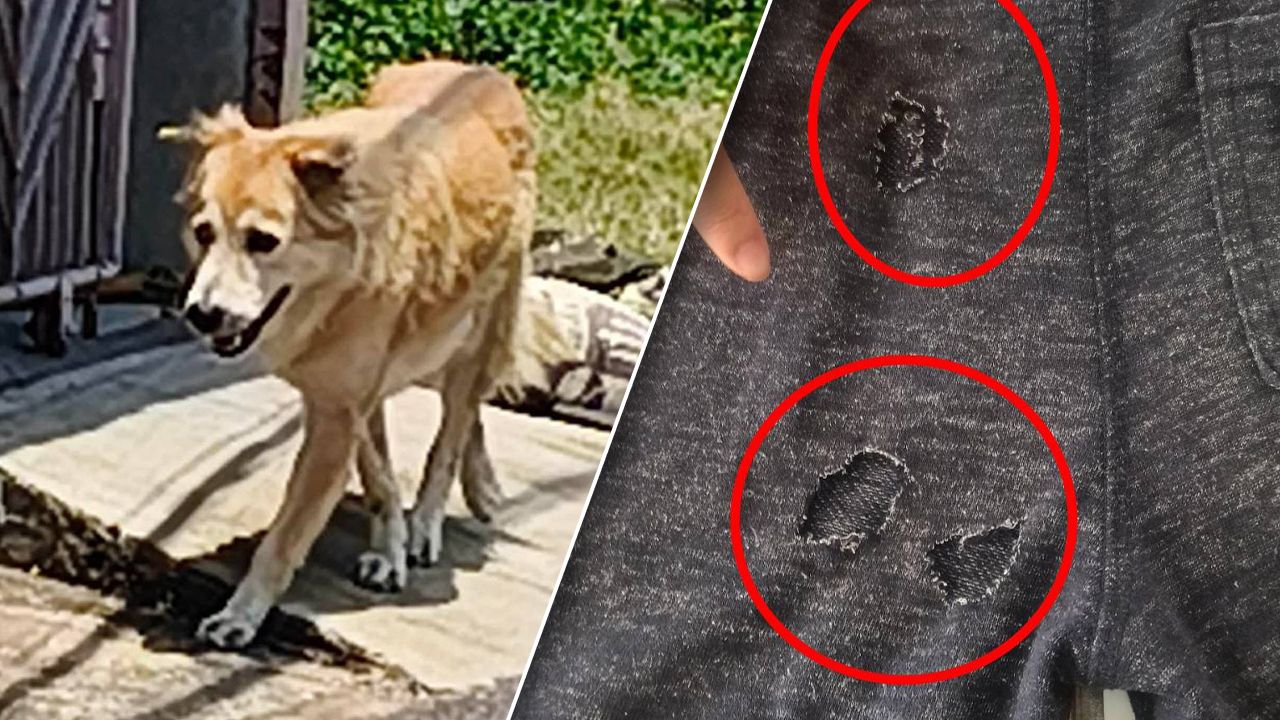 ออกหมายเรียก เจ้าของหมาพันธุ์ผสมบางแก้ว กัดเด็ก 9 ขวบ จน 