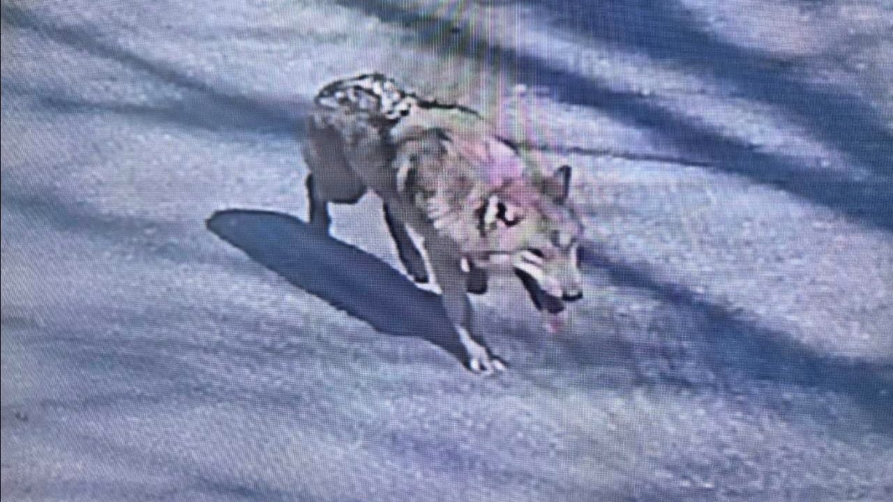 ยังจับไม่ได้! หมาป่าแหกกรงสวนสัตว์หนีในเกาหลีใต้ ล่องหนนานกว่าสัปดาห์