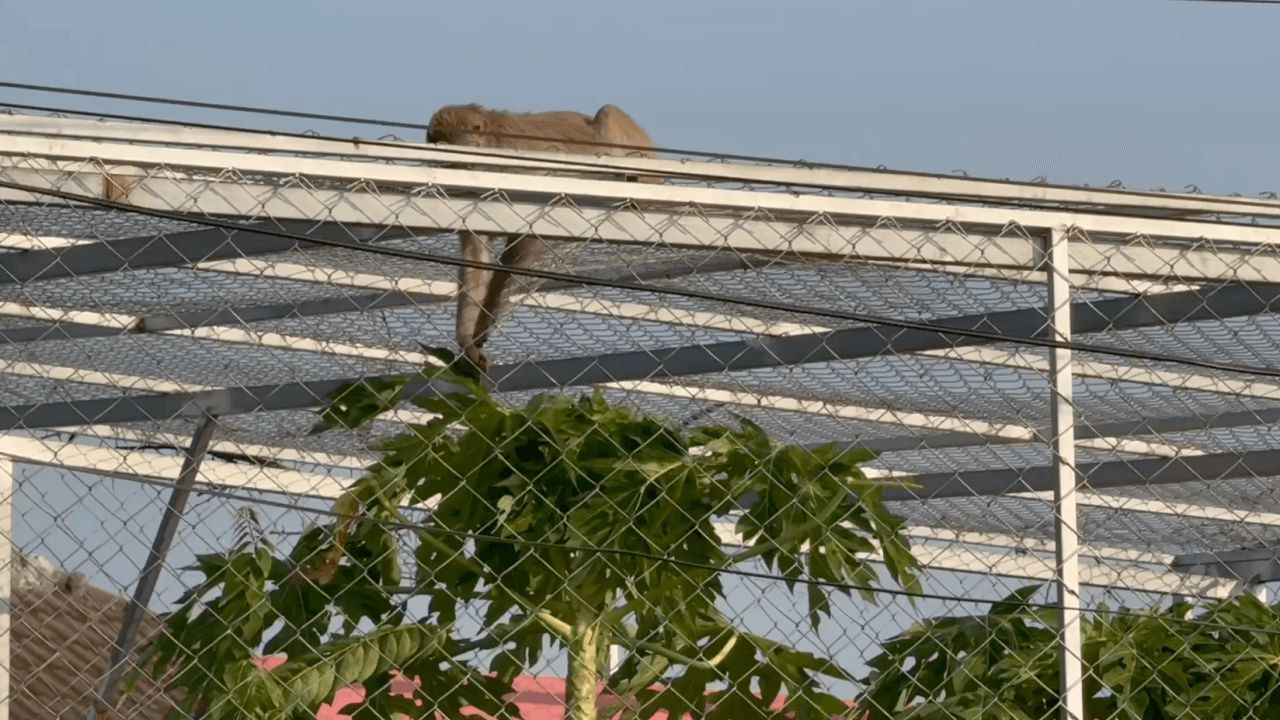 ร้อน-แล้ง 