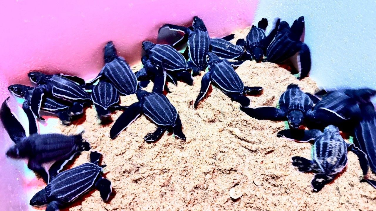 ลูกเต่ามะเฟืองฟักตัวสำเร็จ 20 ตัวปล่อยคืนสู่ทะเลที่เกาะพระทอง