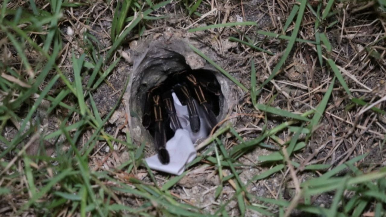 มาตามนัด ส่องเลขเด็ดเสี่ยงทาย “พญาบึ้ง” อ่างทอง ลุ้นโชคงวด 16/3/69