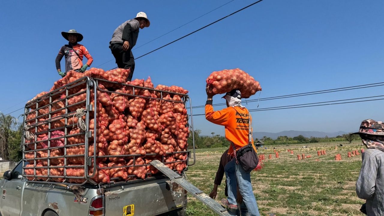 แม็คโคร-โลตัส รับซื้อหอมหัวใหญ่เชียงใหม่ 6,000 ตัน ช่วยพยุงราคาเกษตรกร