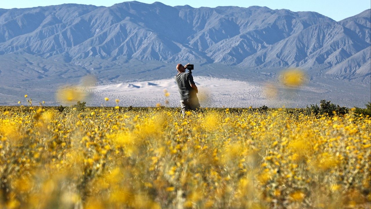 ดอกไม้ป่าบานสะพรั่ง "หุบเขามรณะ" พื้นที่แห้งแล้งที่สุดในอเมริกา งามที่สุดในรอบ 10 ปี