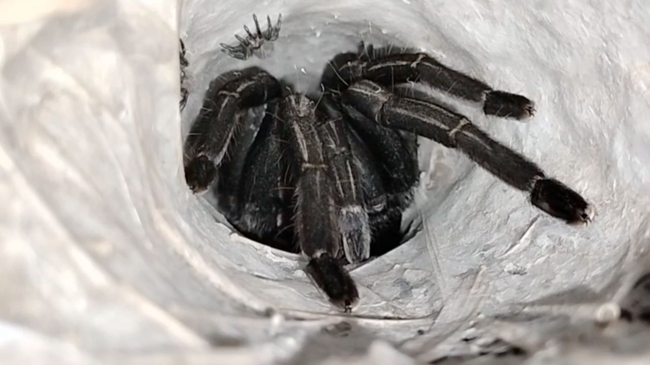 คอหวยตื่นตัว ทำพิธีขอเลขเด็ดจากพญาบึ้งแม่ลูกอ่อน ลุ้นงวด 16 มี.ค. 69