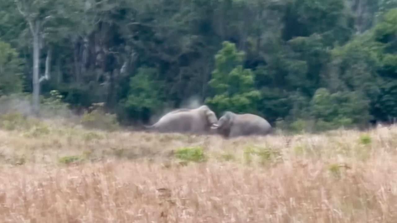 พลายด้วนชนพลายตะแบกน้อย งาหักที่เขาใหญ่