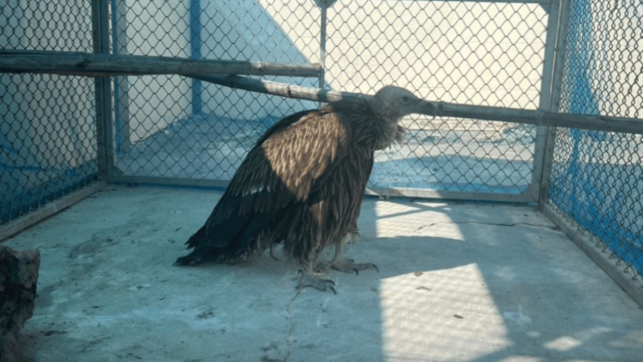 อัปเดตอาการ 'นิกกี้' แร้งสีน้ำตาลหิมาลัยพลัดหลง ดีขึ้นอย่างต่อเนื่อง