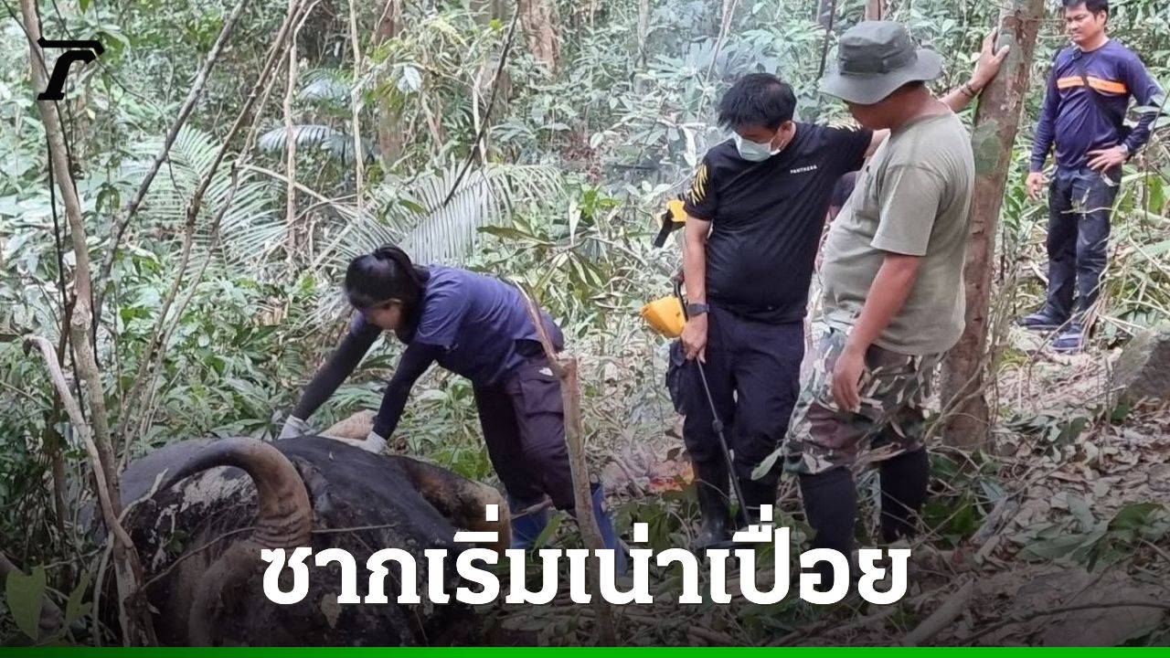 พบซากกระทิงกลางป่า จ.นครนายก คาดเสียชีวิตจากการต่อสู้