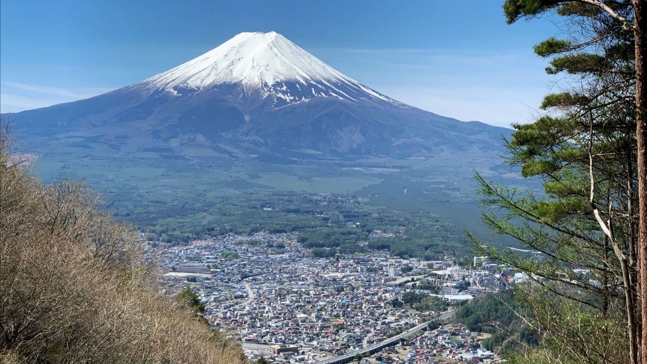 เมืองฟูจิโยชิดะ ยกเลิกเทศกาลชมซากุระ เนื่องจากนักท่องเที่ยวพฤติกรรมไม่เหมาะสม