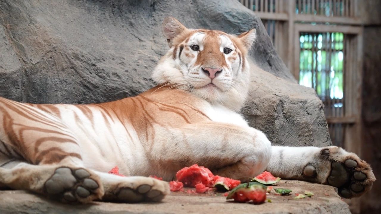 น้องเอวา เสือโคร่งน่ารักเข้าคอร์สไดเอทเพื่อลดน้ำหนัก