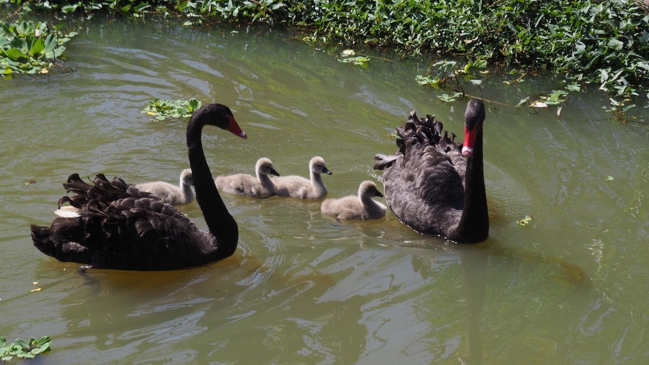 สวนสัตว์ขอนแก่น เปิดตัวลูกหงส์ดำ ต้อนรับวันวาเลนไทน์