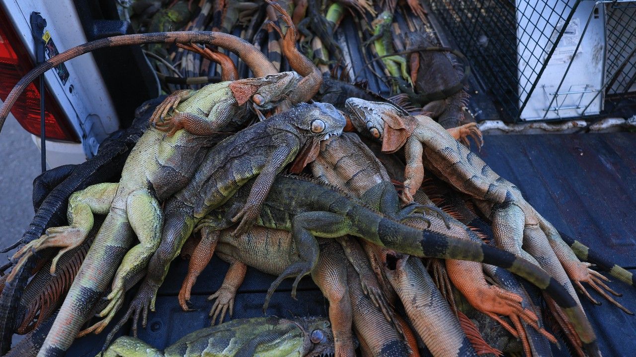 อิกัวนาร่วงจากต้นไม้ในฟลอริดา เหตุอากาศหนาวจัดผิดปกติ