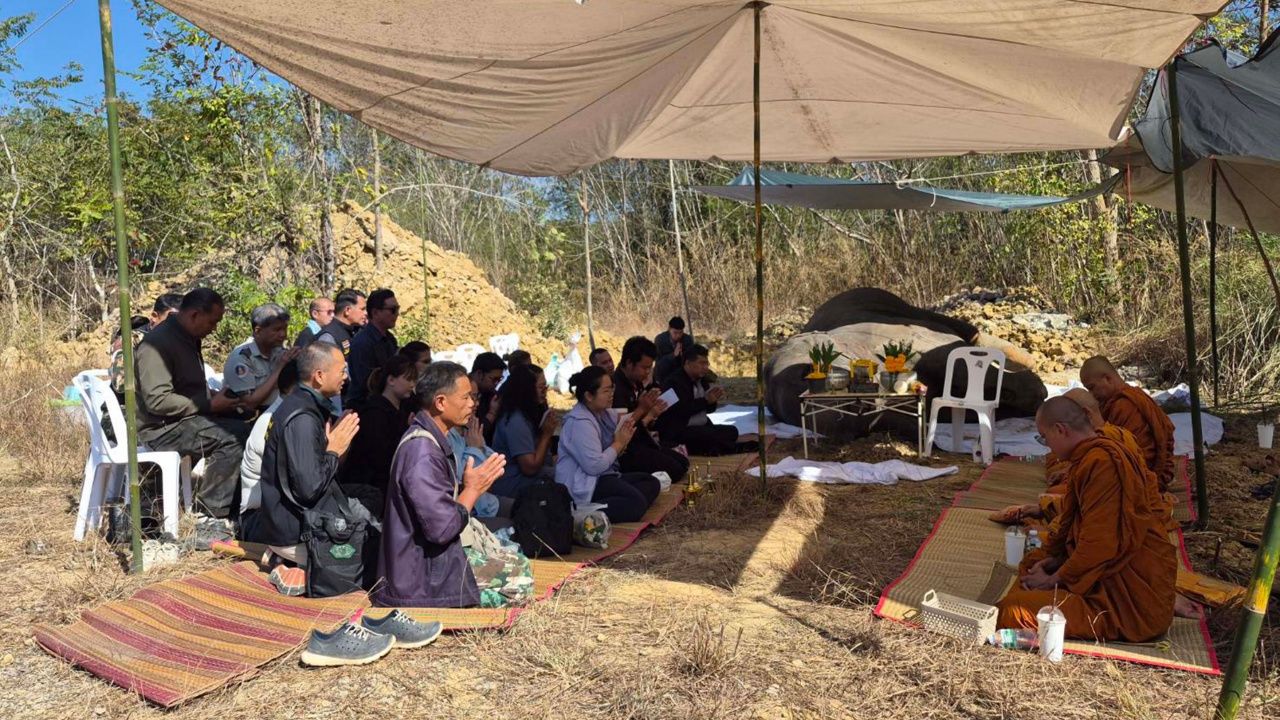 พระสงฆ์ทำพิธีอุทิศส่วนกุศลให้ช้างป่าสีดอหูพับ หลังล้มระหว่างเคลื่อนย้าย
