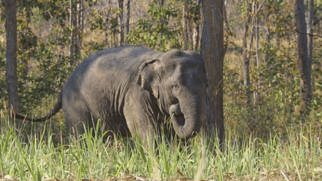 ช้างป่าสีดอหูพับ เสียชีวิตระหว่างเคลื่อนย้ายสู่โครงการฟื้นฟู
