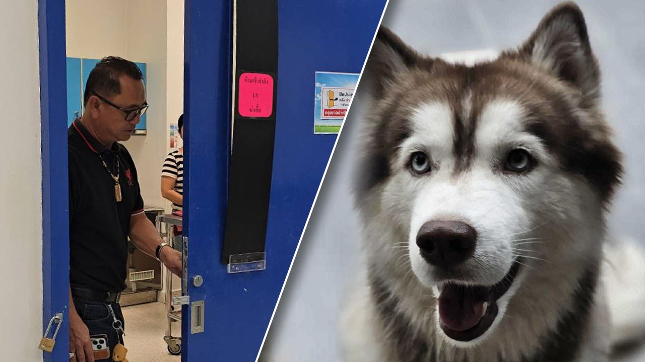 เศร้าใจ เจ้าของเปิดเผยสาเหตุการจากไปของ 'น้องมอลลี่' สุนัขไซบีเรียน