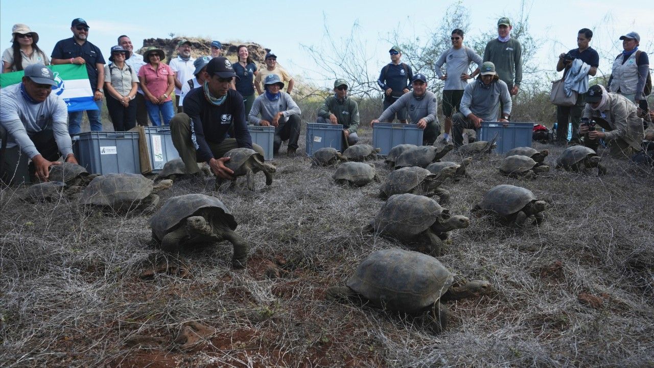 การกลับมาของเต่ายักษ์สู่เกาะกาลาปากอส หลังหายไปกว่า 180 ปี