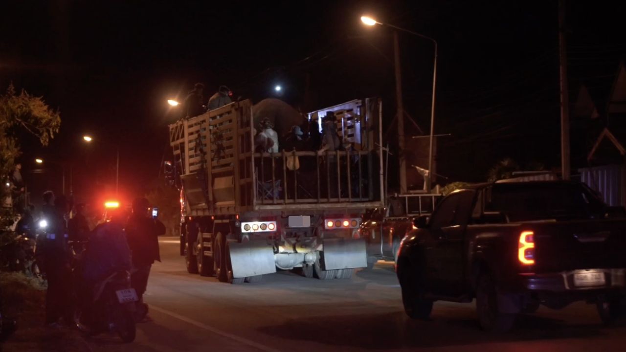 ช้างป่าภูหลวง 'พลายสีดอหูพับ' เสียชีวิตระหว่างเคลื่อนย้าย