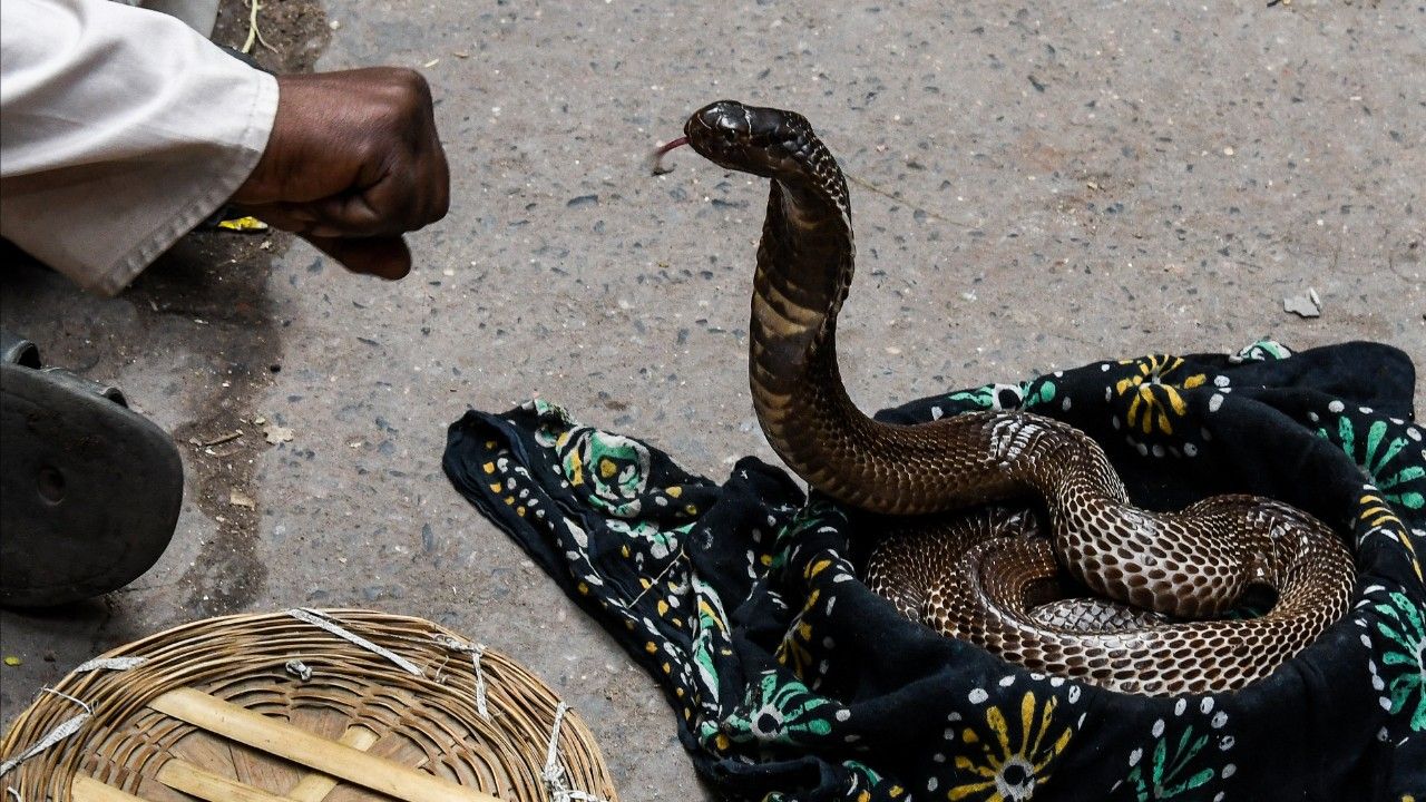 อินเดียเผชิญปัญหางูกัดคร่าชีวิตปีละ 50,000 ราย เริ่มหาแนวทางรับมือ
