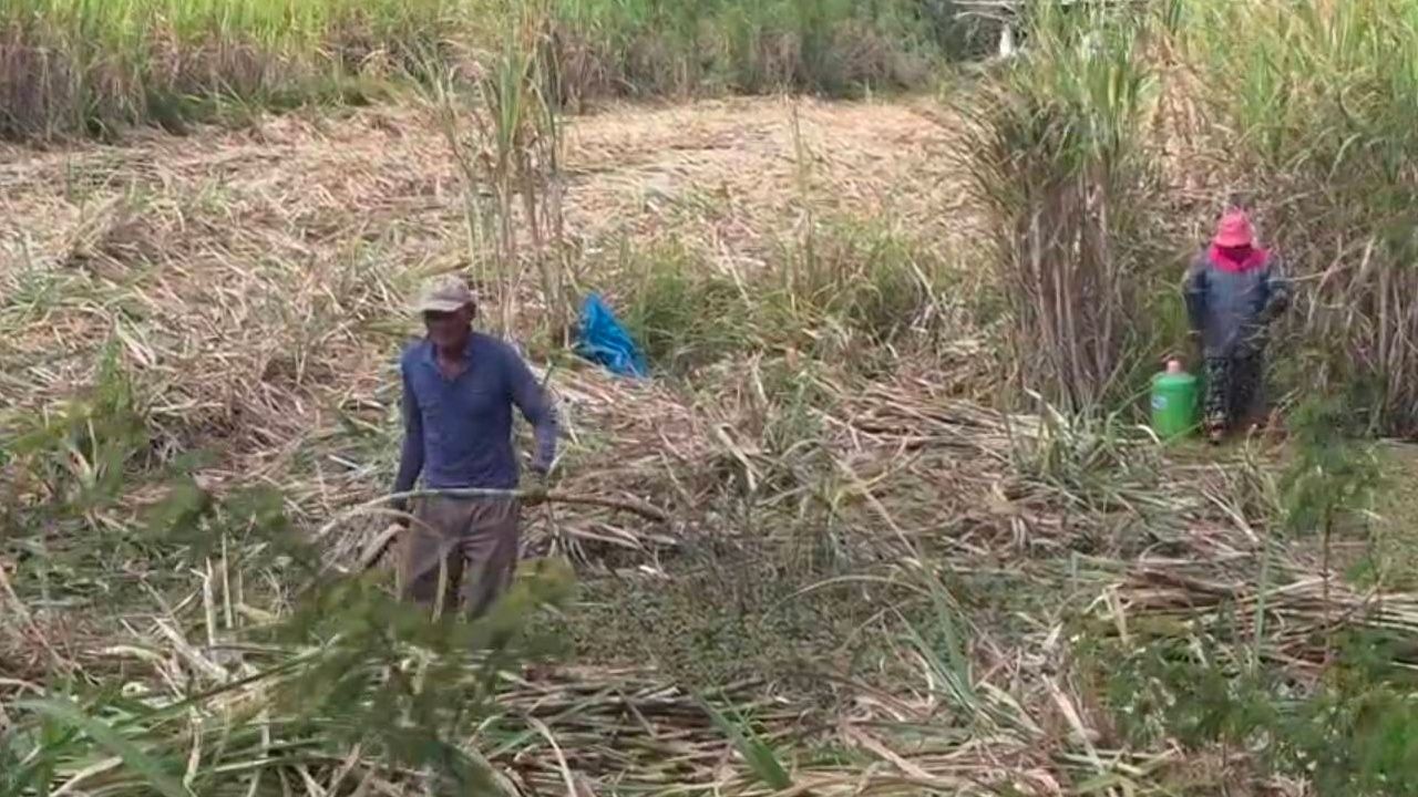 ชาวไร่อ้อยบ้านหนองจานเร่งตัดอ้อยหนีความเสี่ยงปะทะชายแดน