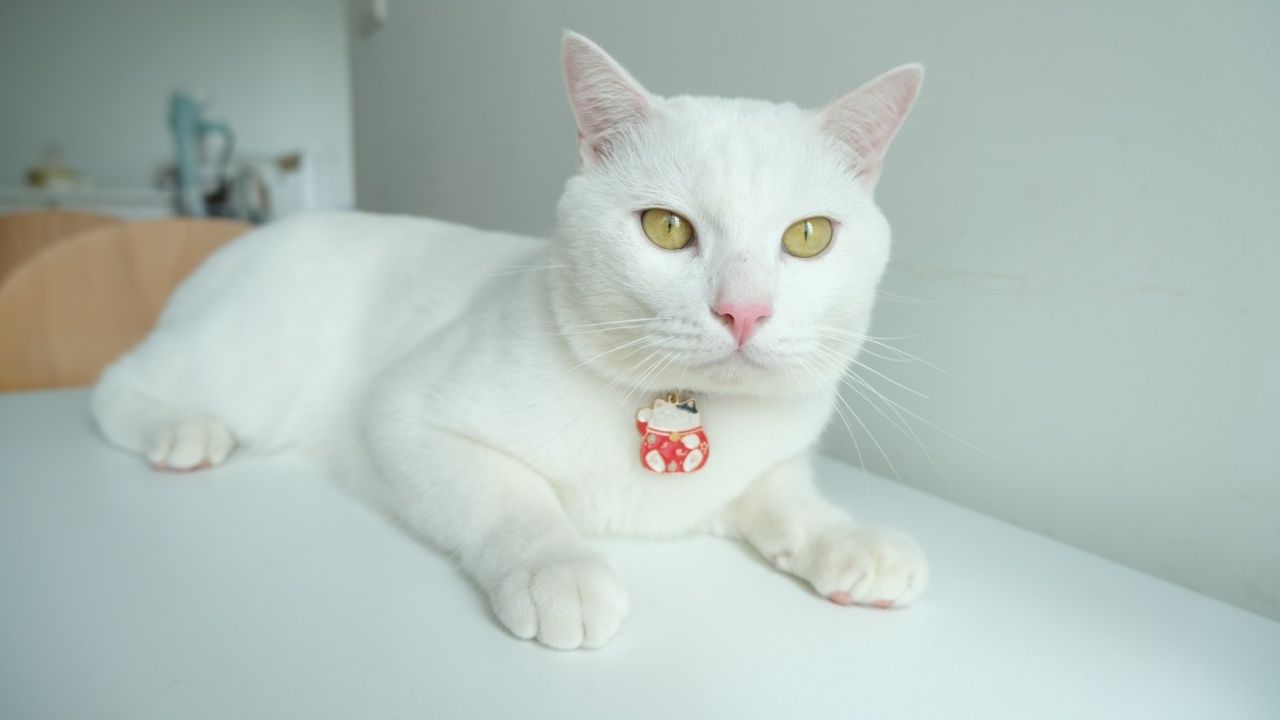 เปิดประวัติ 'ไข่ขาวลูกแมร๊' จากแมวจรสู่เซเลบในโลกโซเชียล