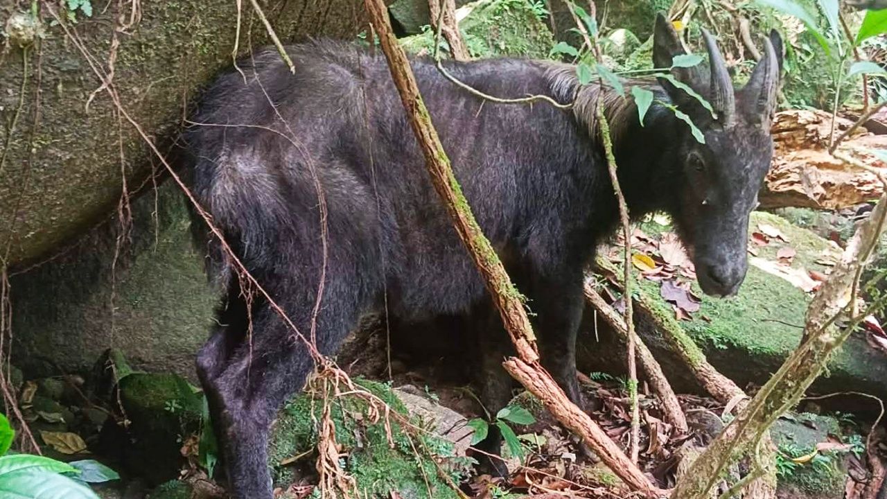 นักท่องเที่ยวตื่นเต้น พบเลียงผาสัตว์ป่าสงวนหายากที่เขาบรรทัด