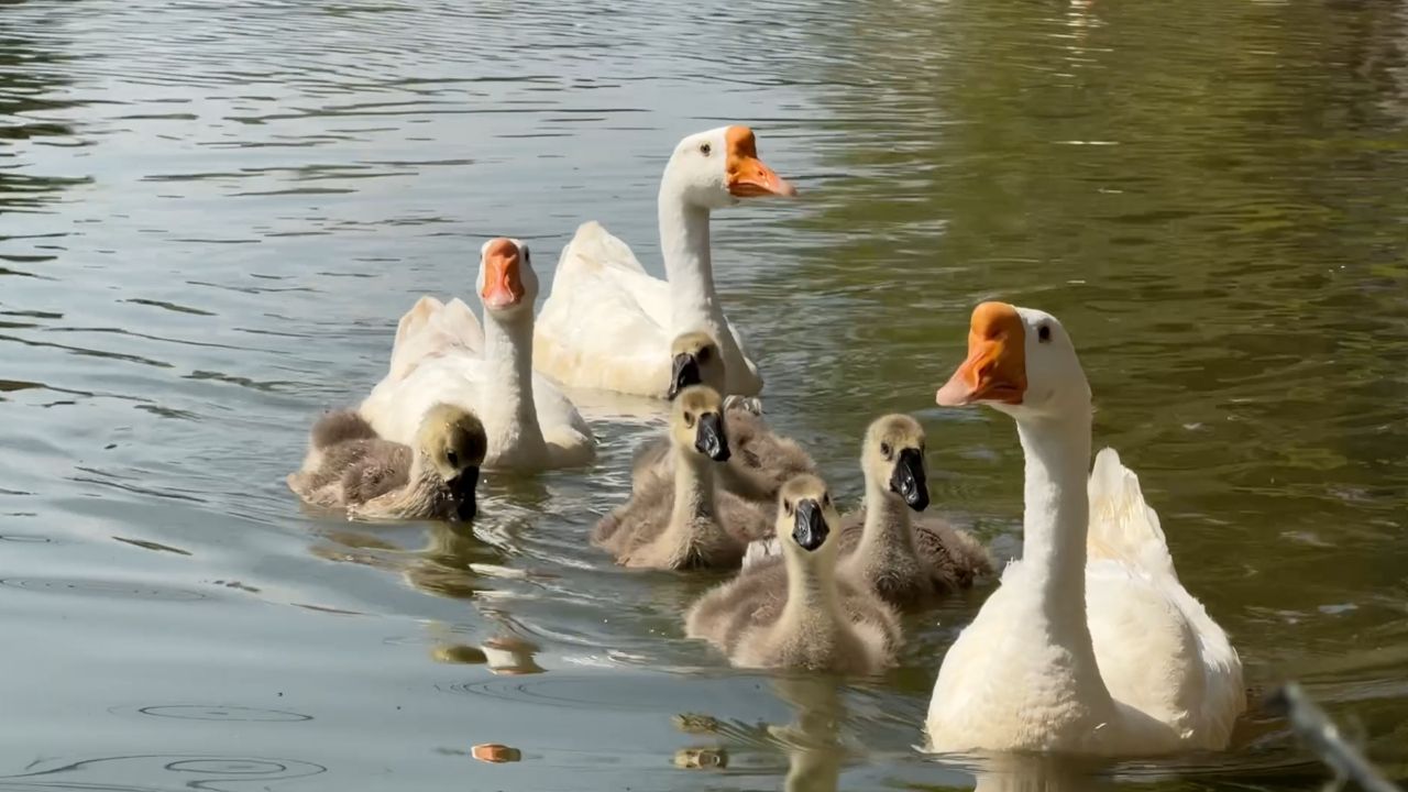 ลูกห่านน้อยคูเมืองเชียงใหม่เริ่มแหวกว่ายโชว์ความน่ารัก