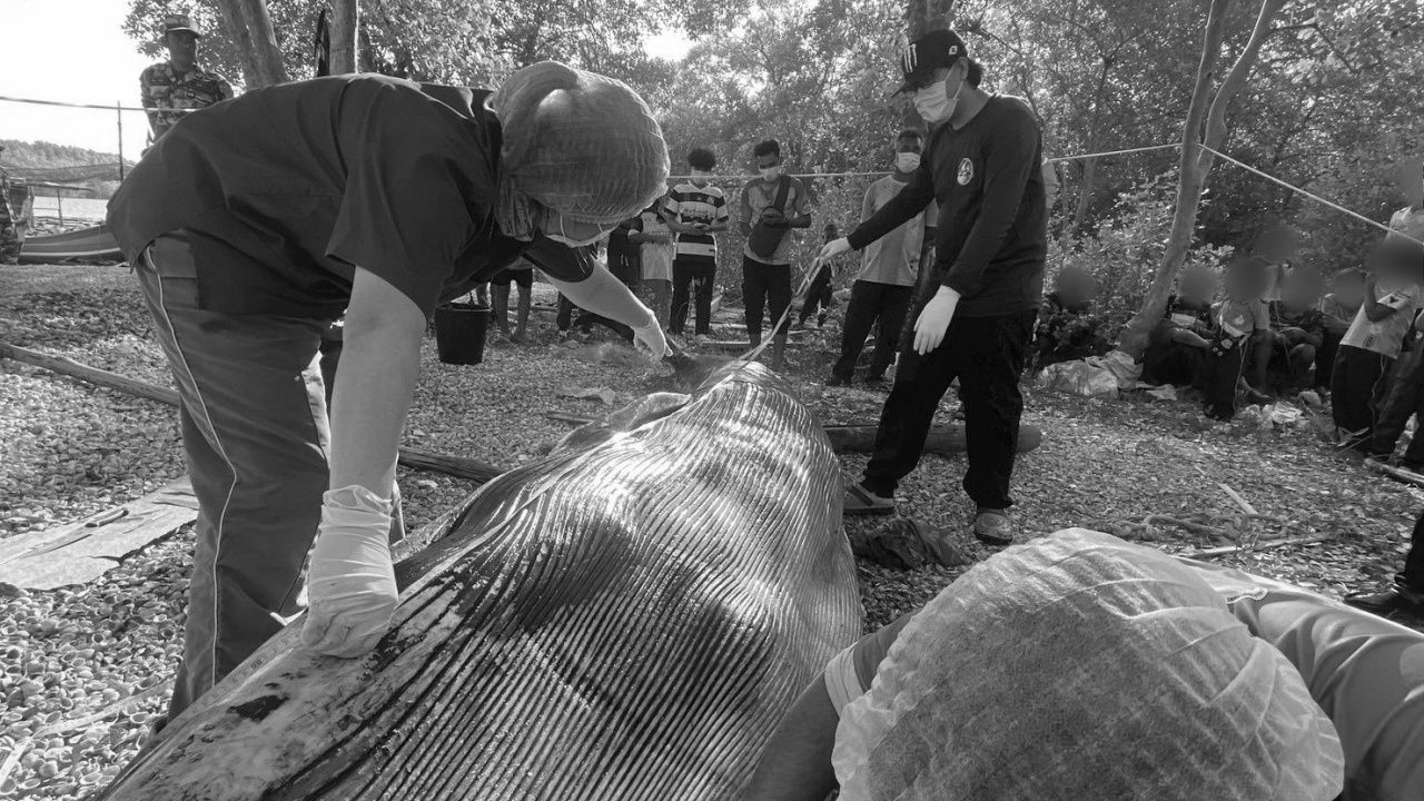 ผลชันสูตรวาฬโอมูระที่สตูลเผยสุขภาพไม่ดี ก่อนจมน้ำตาย