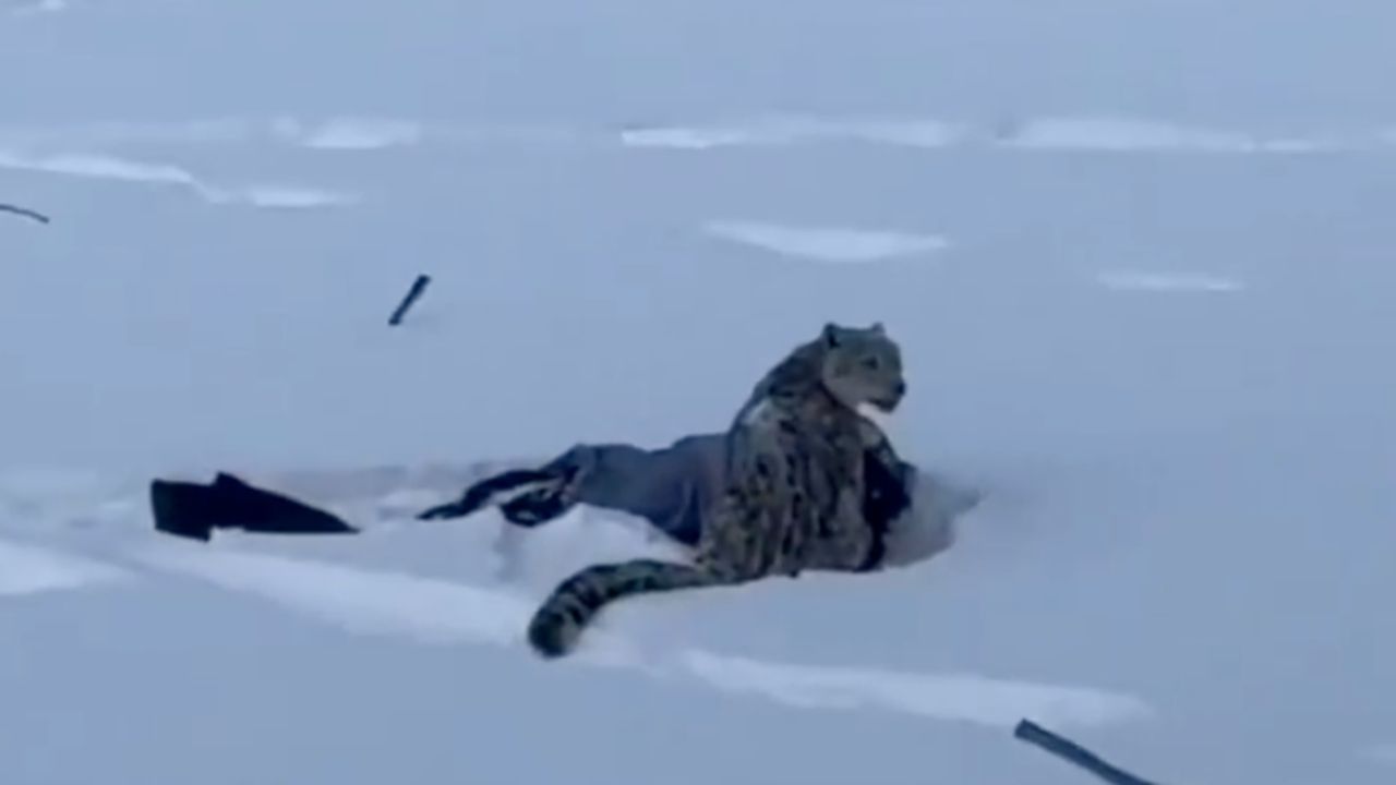 นักท่องเที่ยวจีนถูกเสือดาวหิมะกัดบาดเจ็บ หลังเข้าใกล้ถ่ายรูป