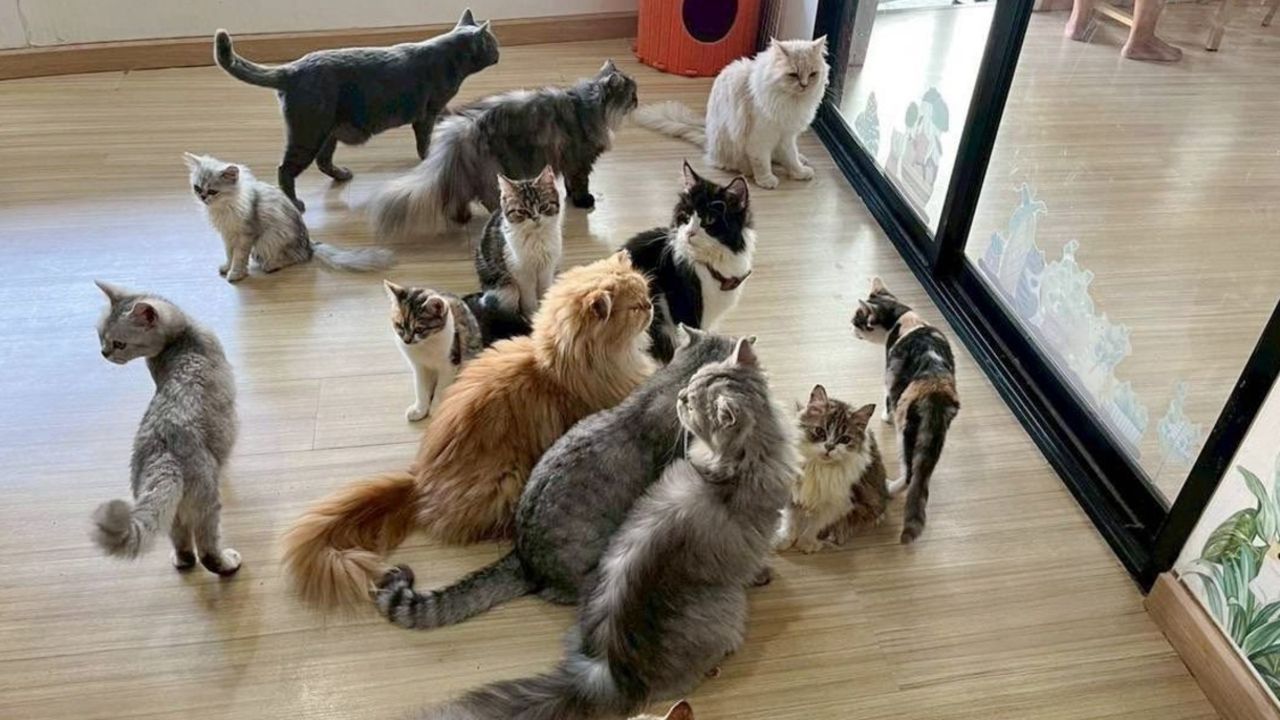 เขตบางเขนตรวจสอบคาเฟ่แมวหลังคลิปทารุณสัตว์ถูกเผยแพร่