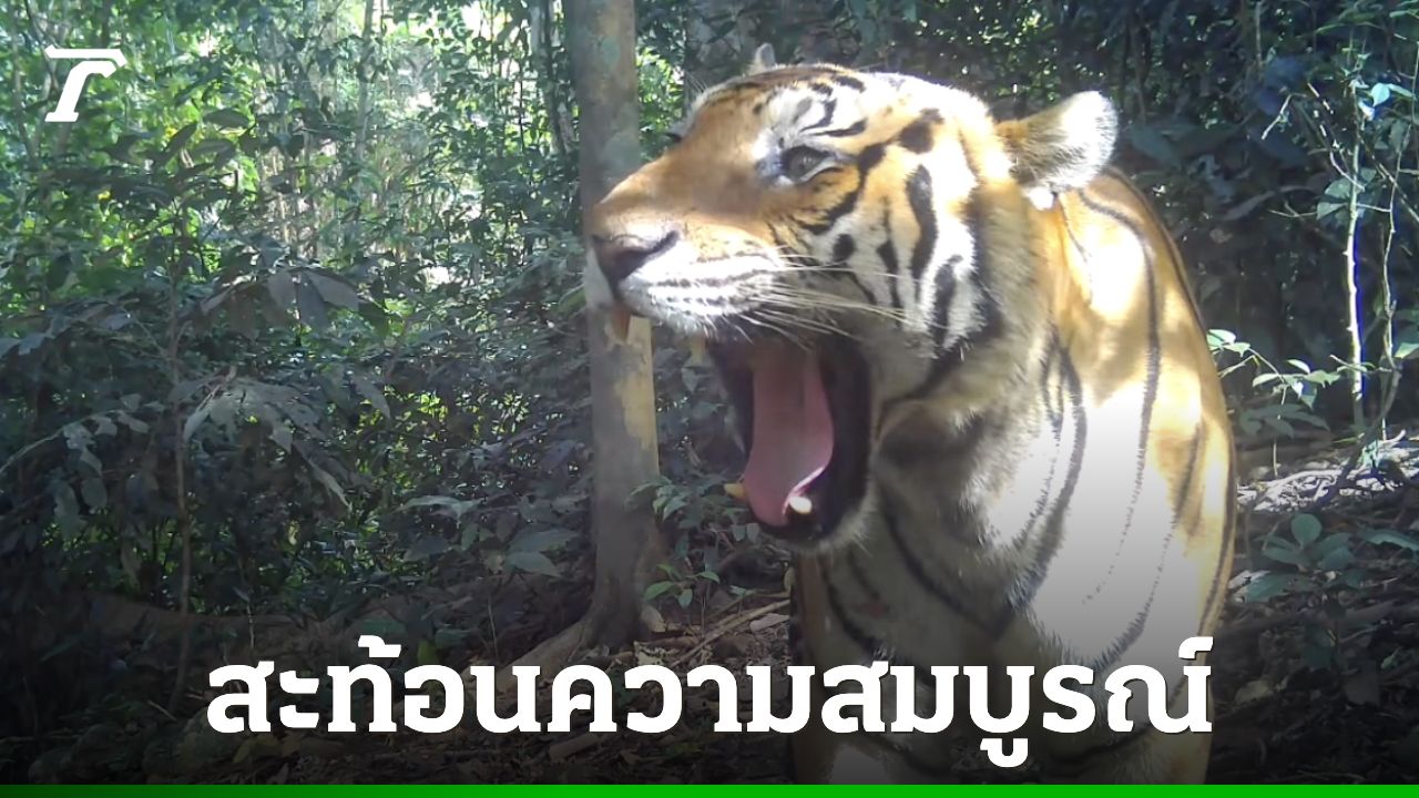 เสือโคร่ง 'ณเดช' อวดความหล่อในคลิปกล้องดักถ่ายสัตว์ป่า