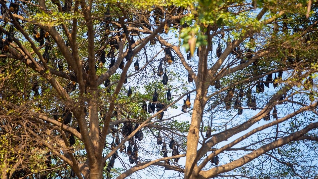 ชาวบ้านพัทยาผวา พบฝูงค้างคาวแม่ไก่เกาะต้นไม้ หวั่นนำโรคไวรัสนิปาห์