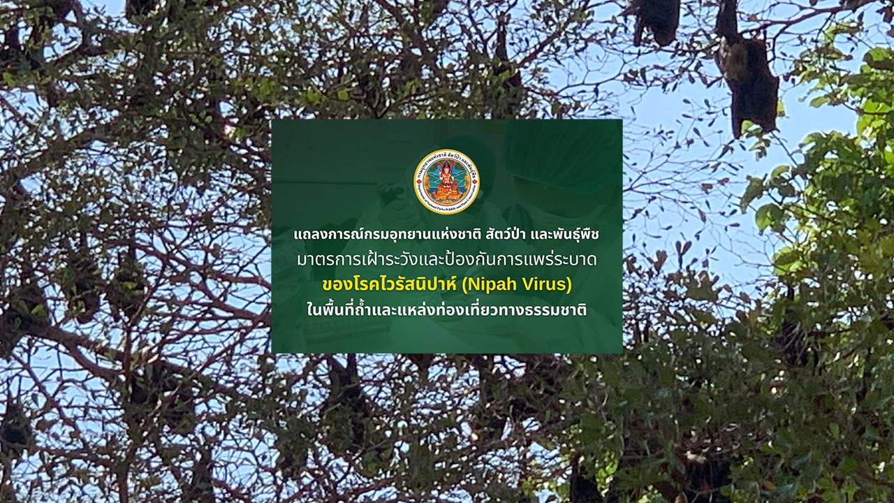 กรมอุทยานฯ เฝ้าระวังไวรัสนิปาห์ในค้างคาว ย้ำไม่ล่า ไม่หา ไม่กิน