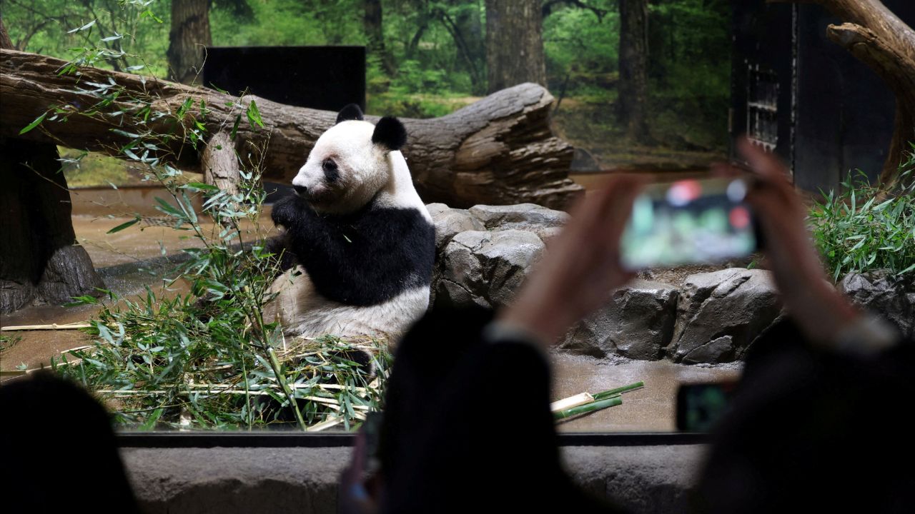 แฟนคลับญี่ปุ่นร่วมแสดงความอาลัย แพนด้าคู่สุดท้ายก่อนส่งกลับจีน