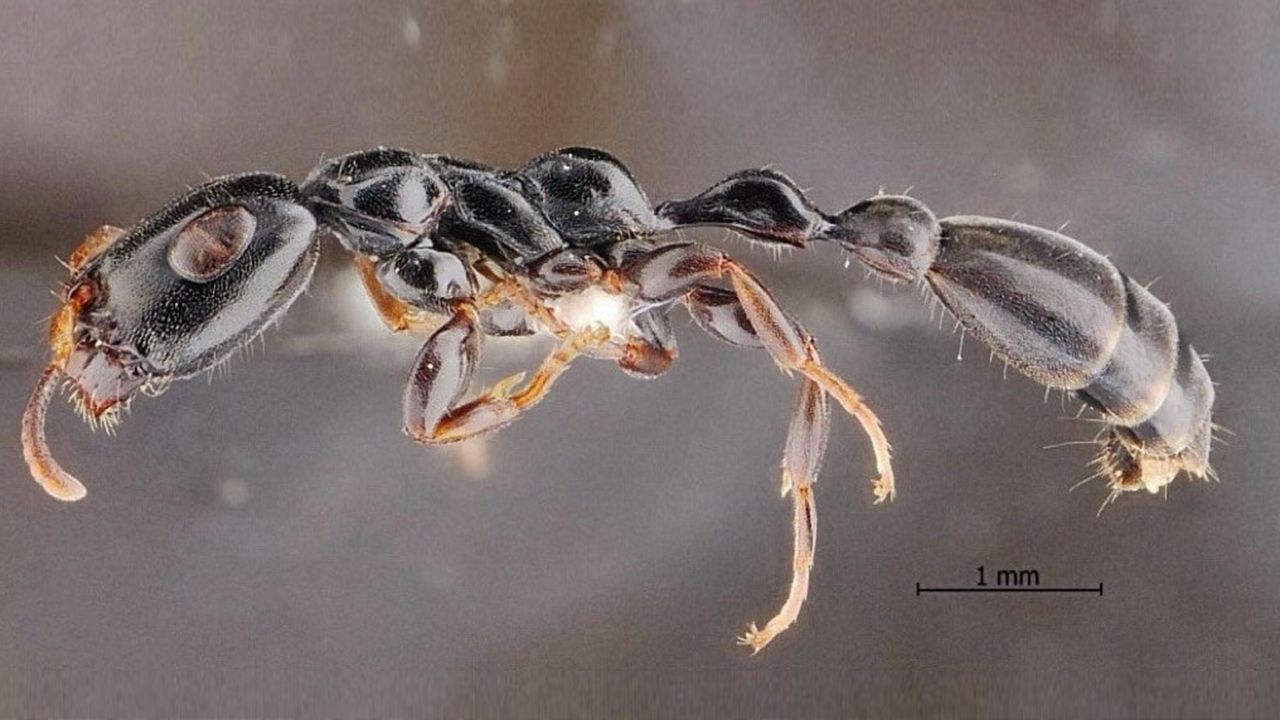 ค้นพบมดชนิดใหม่ 'มดตะนอยเทพรัตน์' ในสวนยางพาราภาคใต้